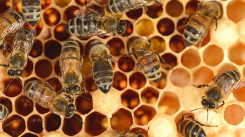 Происшествия: В Аризоне пчёлы убили человека